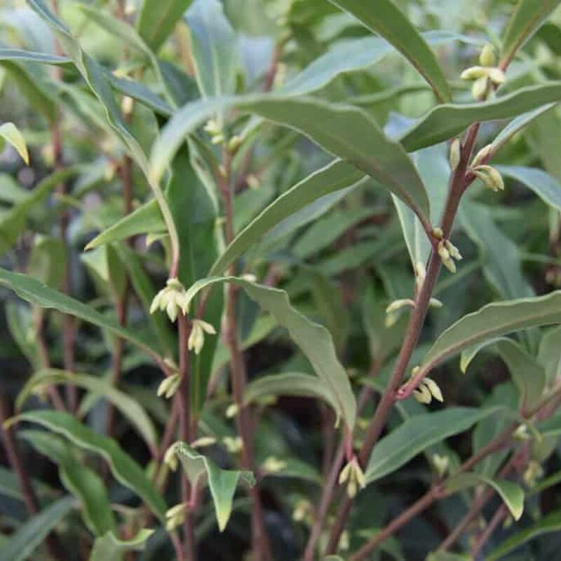 Sarcococca hookeriana var. digyna 'Purple Stem' 80-100 cm